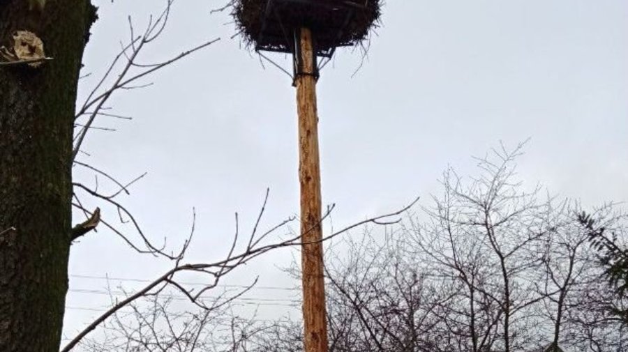 Дорожники в Ленинградской области спасли гнездо аиста