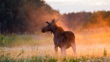 Выставка к 60-летию Санкт-Петербургского клуба фотоотхотников
