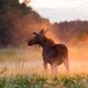 Выставка к 60-летию Санкт-Петербургского клуба фотоотхотников