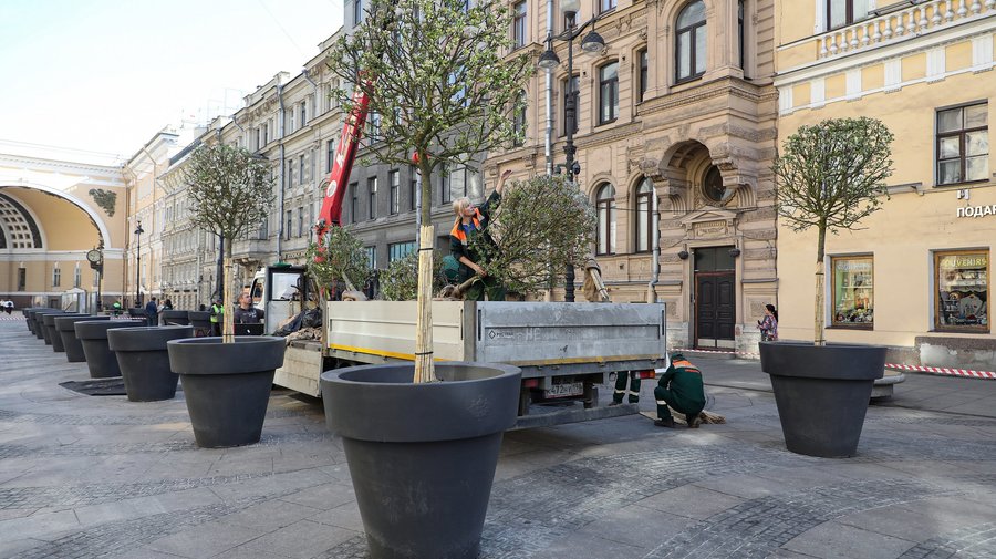 В центре Петербурга появились первые яблони