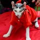 День петербургских котов