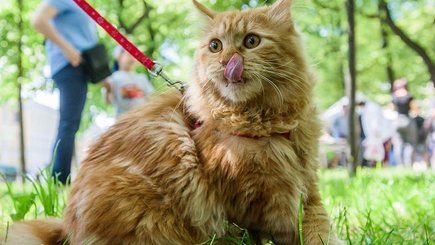 День петербургских котов — фото 4