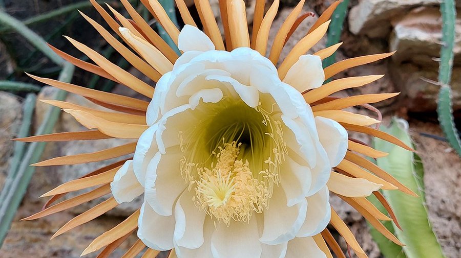 В Ботаническом саду показали цветение «Царицы ночи»