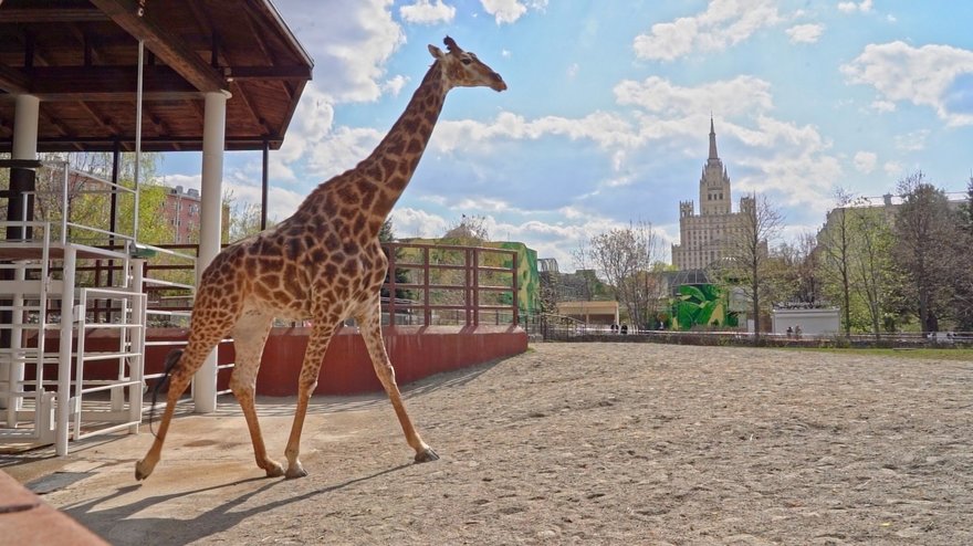 В Московском зоопарке пройдёт акция «Ночь географии»