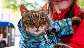 День петербургского кота отпраздновали на Конногвардейском бульваре