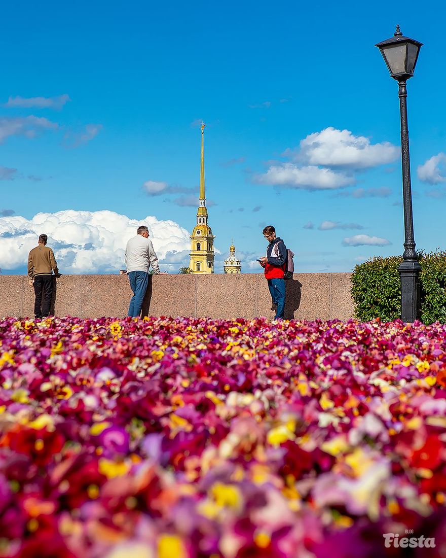 Петербург украсят новыми цветочными композициями к ПМЭФ
