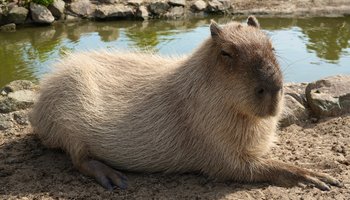 «День капибары» в Ленинградском зоопарке