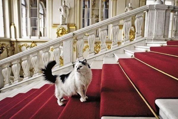 «День эрмитажного кота»