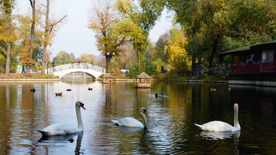 Животные в парке