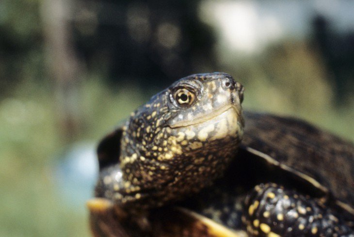 Сегодня слоновая черепаха в Московском зоопарке празднует свой день рождения 