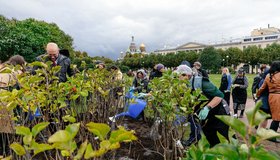 Комитет по благоустройству пригласил петербуржцев поучаствовать в озеленении города