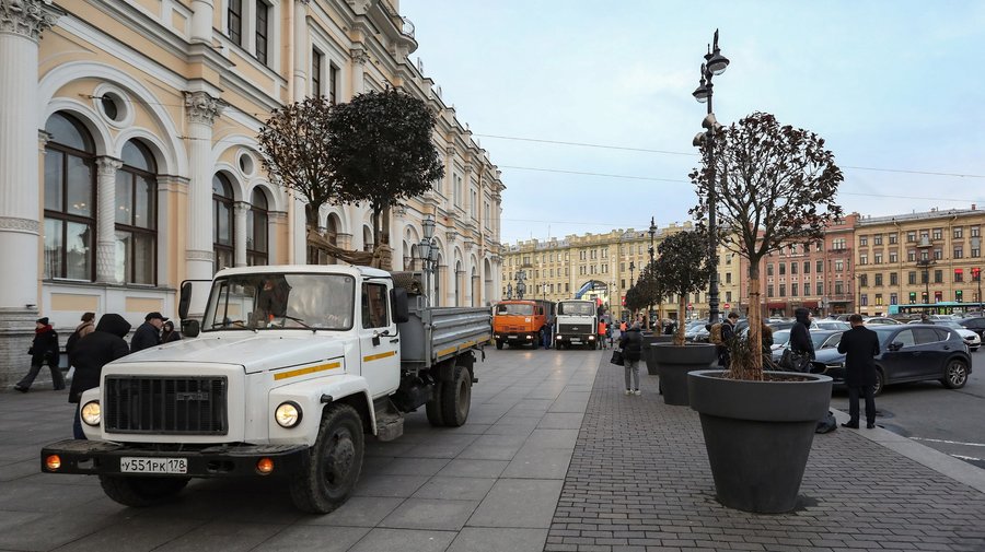 Яблони из исторического центра Петербурга отправятся в районные сады и скверы