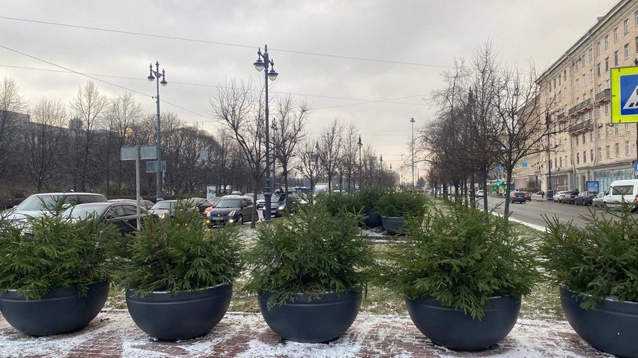 Петербург начали украшать композициями из живых елей