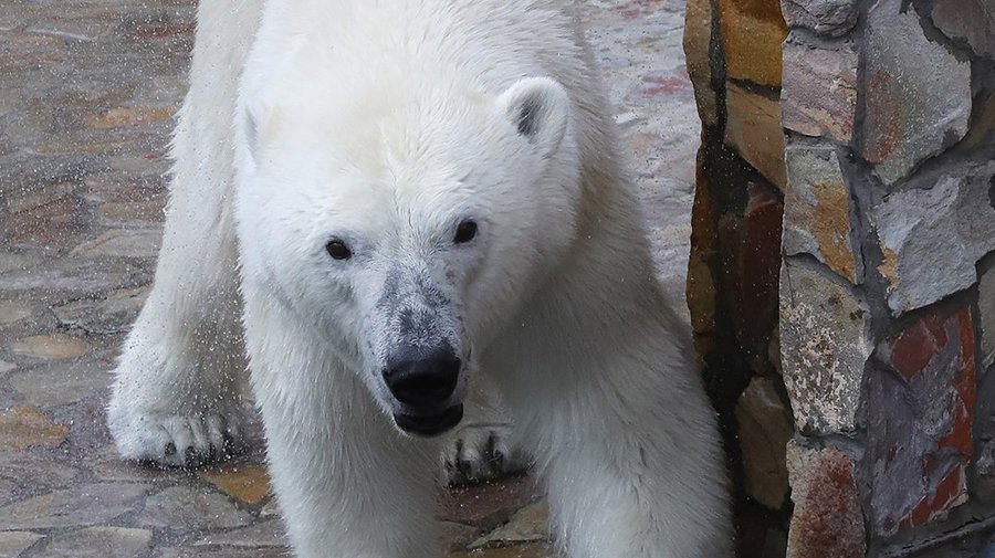 Белая медведица Хаарчаана из Ленинградского зоопарка отпразднует семилетие