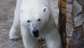 Белая медведица Хаарчаана из Ленинградского зоопарка отпразднует семилетие