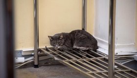 Сотрудники «Кошкиспас» три дня ловили «пушистую неучтёнку» в Эрмитаже