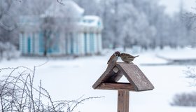 В Екатерининском парке Царского Села на зиму подготовили «птичьи кафе»