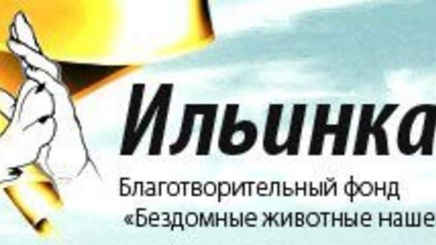 Приют для собак «Ильинка»