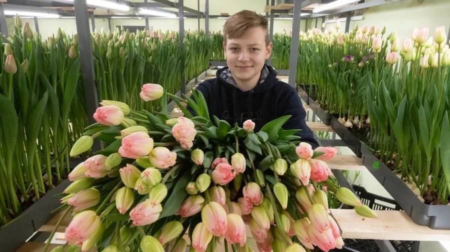 Подросток из Ленобласти вырастил в гараже 35 тыс. тюльпанов и продал их за 2 млн рублей