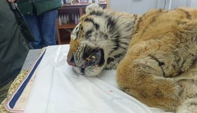 Хромающего амурского тигра привезут из Приморья в хоспис под Петербургом