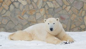 Хаарчаана из Ленинградского зоопарка отпраздновала Международный день белого медведя 