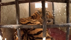 Изувеченный тигр, которого привезли в Ленобласть, получил имя Форестер
