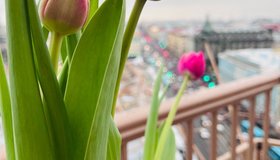 На Думской башне расцвели тюльпаны
