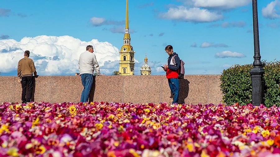 Весной Петербург украсят более полумиллиона виол