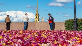 Весной Петербург украсят более полумиллиона виол
