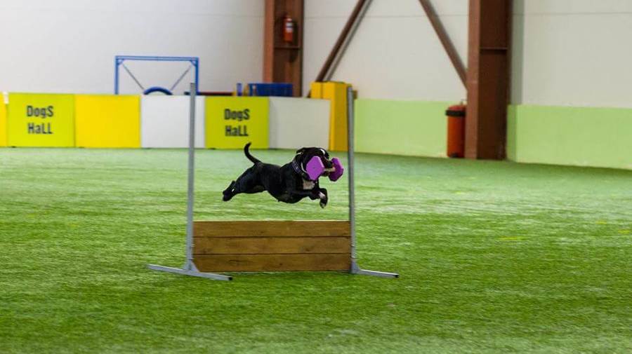 DogS HaLL