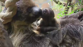 У двупалых ленивцев в Ленинградском зоопарке родился малыш