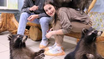 «Енотовиль»: крупнейшая выставка енотов в Петербурге