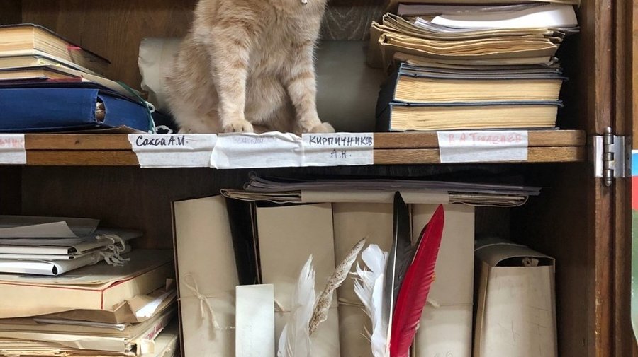 Кота Персея зачислят в штат Выборгского музея-заповедника