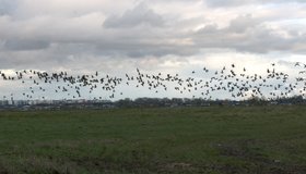 В Ленобласти на полях остановилась стая из трёх тысяч гусей