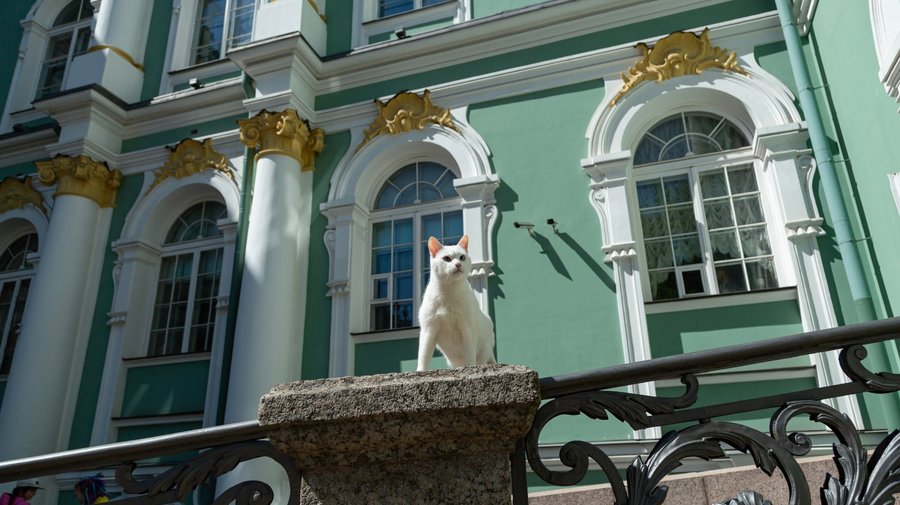 День Эрмитажного кота