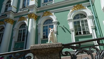 День Эрмитажного кота
