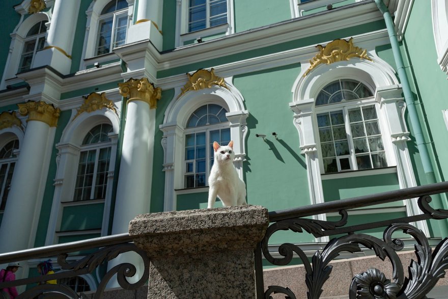 День Эрмитажного кота
