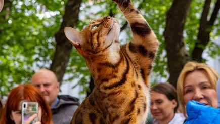 Всемирный день петербургского кота — фото 1