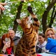 Всемирный день петербургского кота