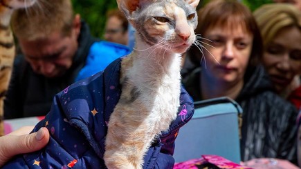 Всемирный день петербургского кота — фото 2