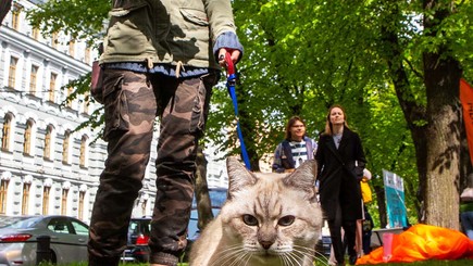 Всемирный день петербургского кота — фото 3