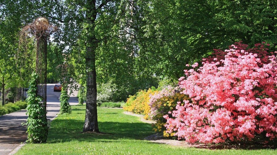 Fuksinpuisto