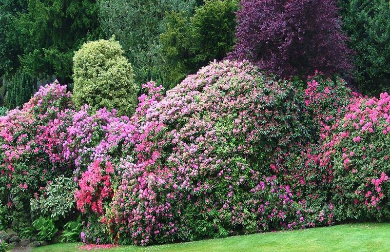«Арборетум Мустила»