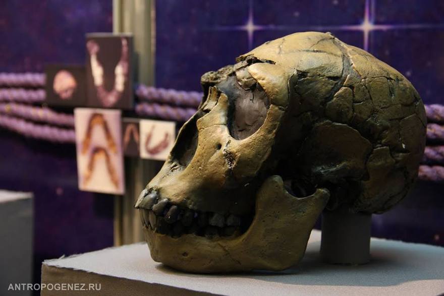 Выставка: «10 черепов, которые потрясли мир»