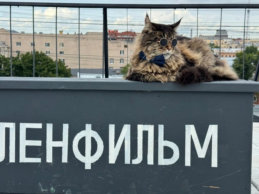 На «Ленфильме» объявили кастинг котов для новой кинокартины