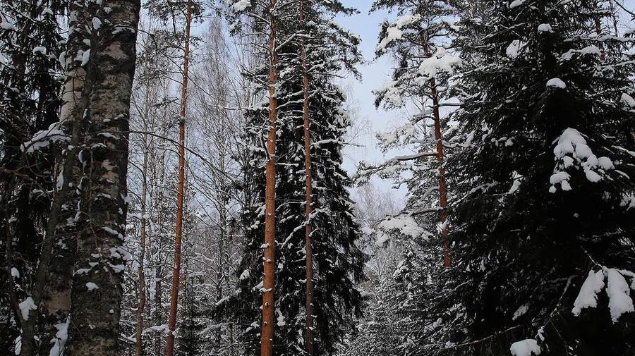 ❄️ В Ленобласти первый снег выпадет уже завтра, — синоптик Колесов.