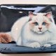 Выставка «Сокровища кота Фаберже» 