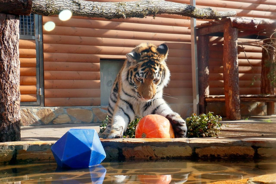 В Ленинградском зоопарке умер тигр по имени Зевс