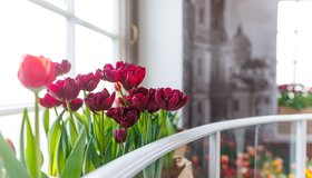Фестиваль тюльпанов «Весна на высоте» 