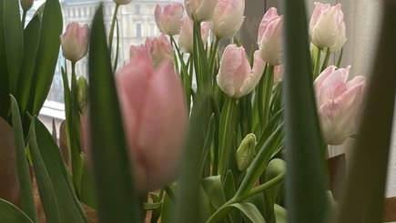 Фестиваль тюльпанов «Весна на высоте» — фото 3